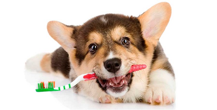 Como prevenir e eliminar o mau hálito do cachorro ou cão
