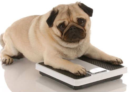 Como evitar que o seu cão ou gato sofra de obesidade